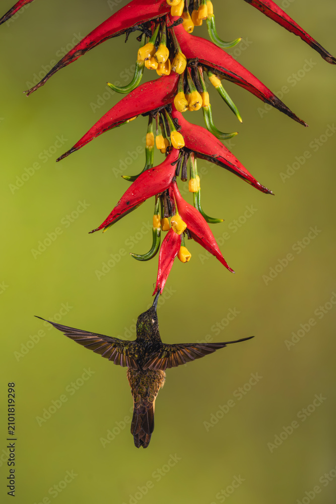 Obraz premium Buff-tailed coronet hovers drinking beneath red heliconia