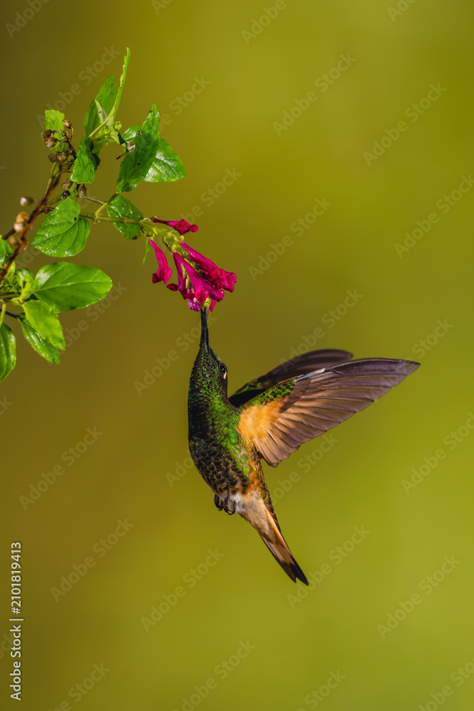 Obraz premium Buff-tailed coronet hovers drinking under purple flowers