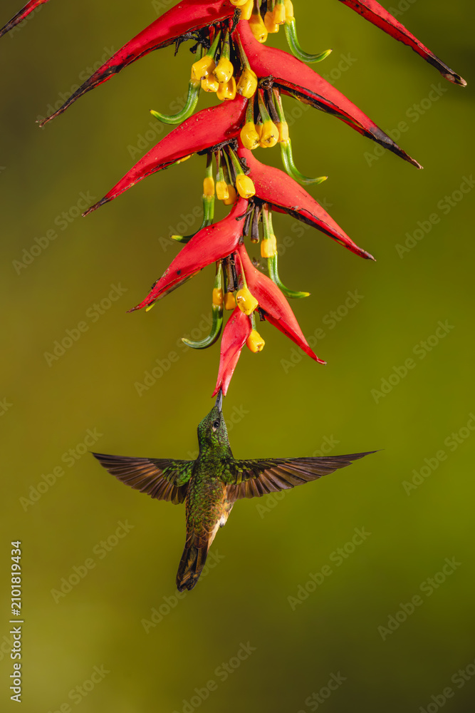 Obraz premium Buff-tailed coronet hovers drinking under heliconia flower
