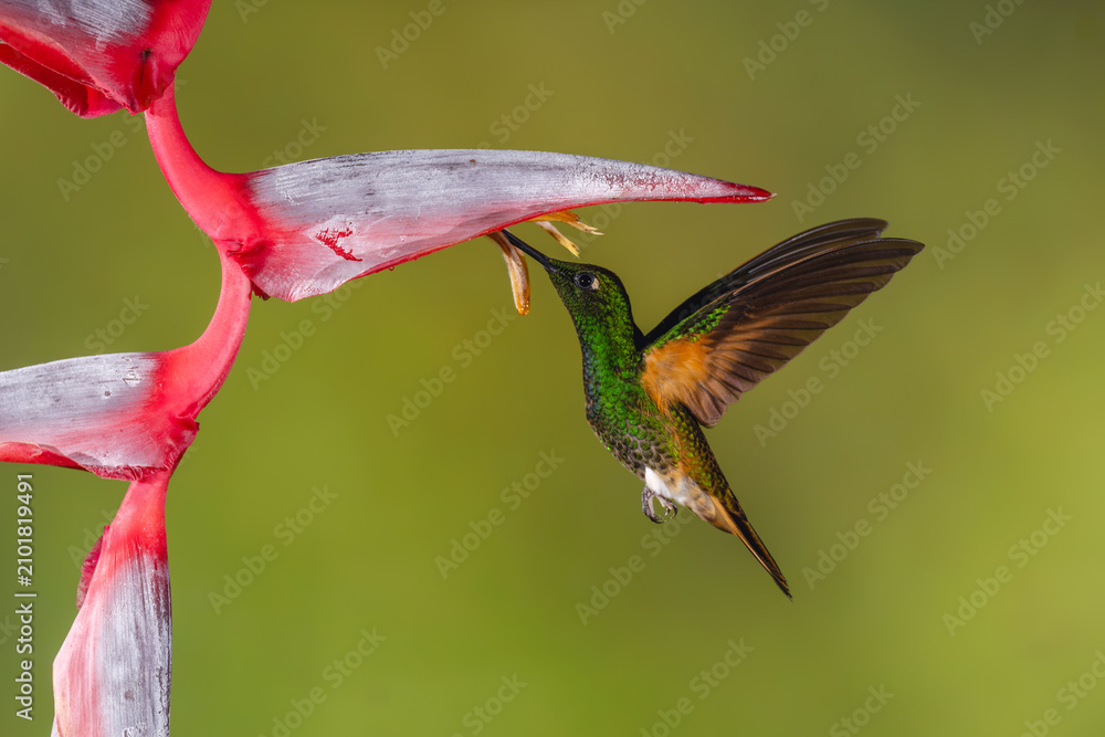 Obraz premium Buff-tailed coronet hovers feeding under helicona flower