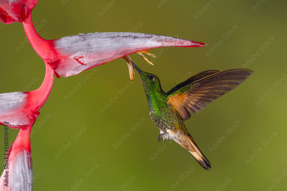 Obraz premium Buff-tailed coronet hovers feeding beneath helicona flower
