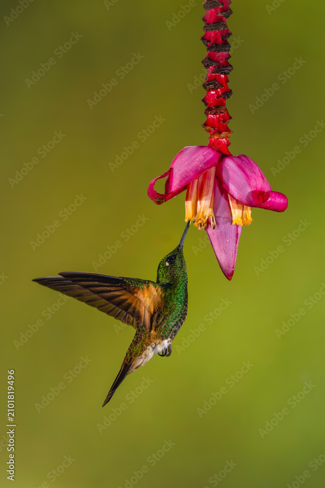 Obraz premium Buff-tailed coronet hovers feeding from banana flower
