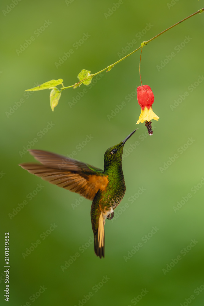 Obraz premium Buff-tailed coronet lifts wings under red-and-yellow flower