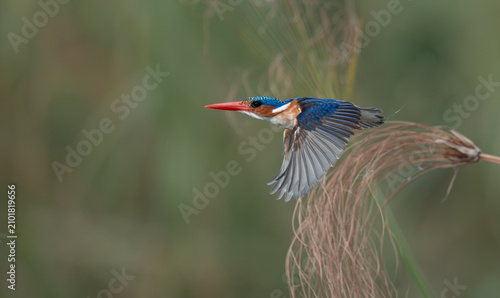 Foto Malachite kingfisher in flight