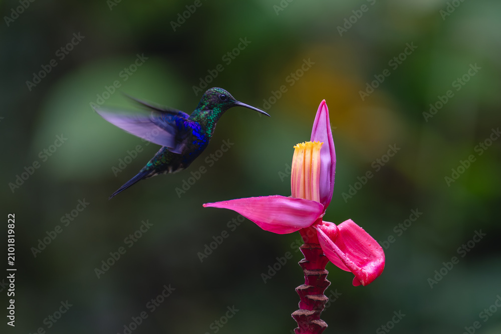 Obraz premium Crowned woodnymph hovers over pink banana flower