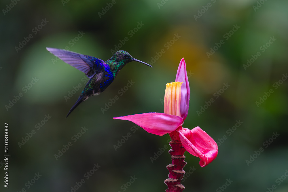 Obraz premium Crowned woodnymph hovers above pink banana flower