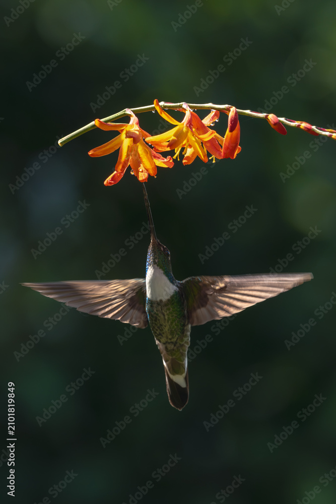 Obraz premium Collared inca spreads wings under orange flowers