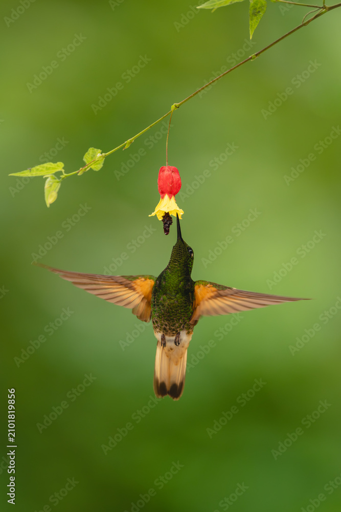 Obraz premium Buff-tailed coronet spreads wings feeding on flower