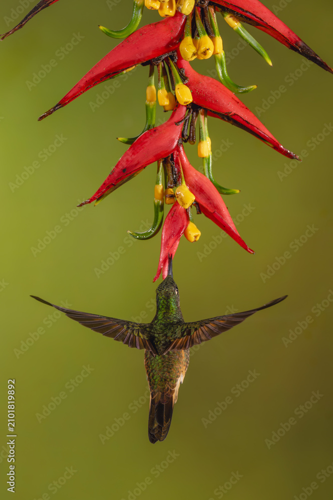 Obraz premium Buff-tailed coronet spreads wings under heliconia drinking