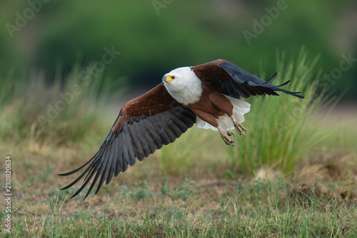 Tableau sur toile African fish eagle take-off