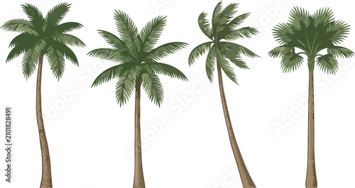 Vintage Botanical Tropical Palm Tree Vector Realistic Green Nature Illustration Element Collection