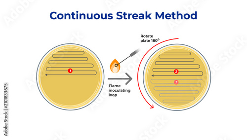 Fotografija Continuous Streak Method Workflow for Bacterial Colony Isolation on Agar Plate