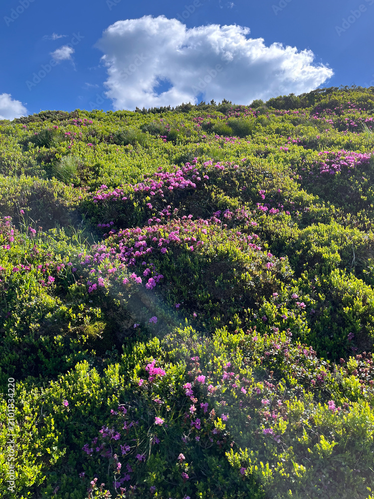 Obraz premium Close view of dense pink alpine blooms on a sunlit hillside under a blue sky for botanical background and wallpaper