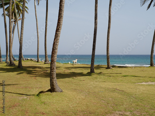 Dog stands on grass by the ocean with palm trees in the background on a sunny day.