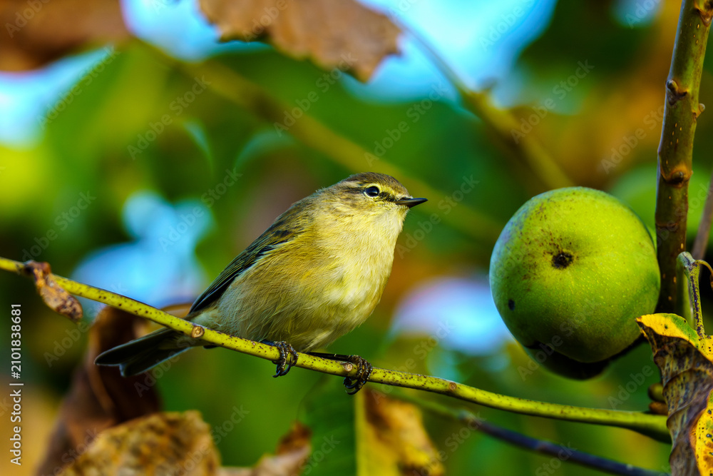 Obraz premium Mały ptak, pierwiosnek (Phylloscopus collybita), na gałęzi orzecha. Ważny symbol zachowania bioróżnorodności i ochrony fauny przed skutkami zmian klimatu i fal upałów latem 2026.