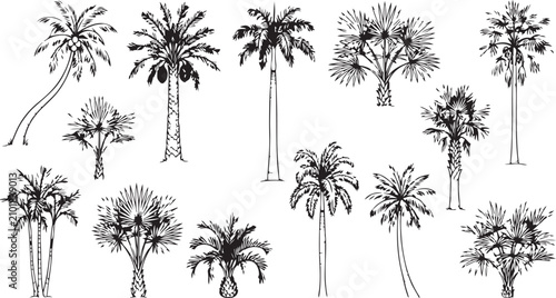 Hand Drawn Black White Palm Tree Outline Vector Tropical Botanical Collection Set
