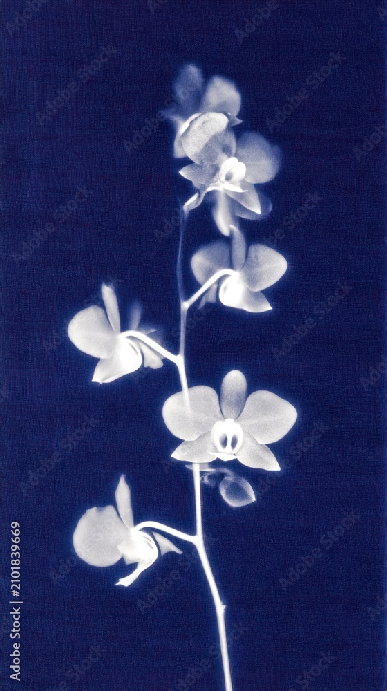 Obraz premium Elegant cyanotype of orchids on deep blue, perfect for mobile wallpaper.