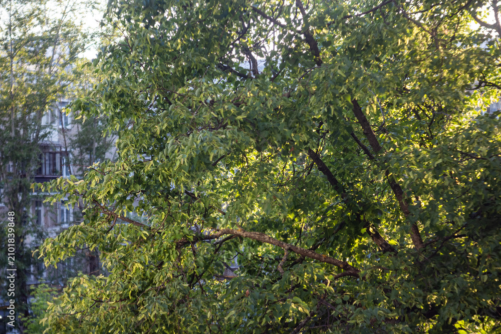 Fototapeta premium Green leaves on tree branches with city building in background during sunny day