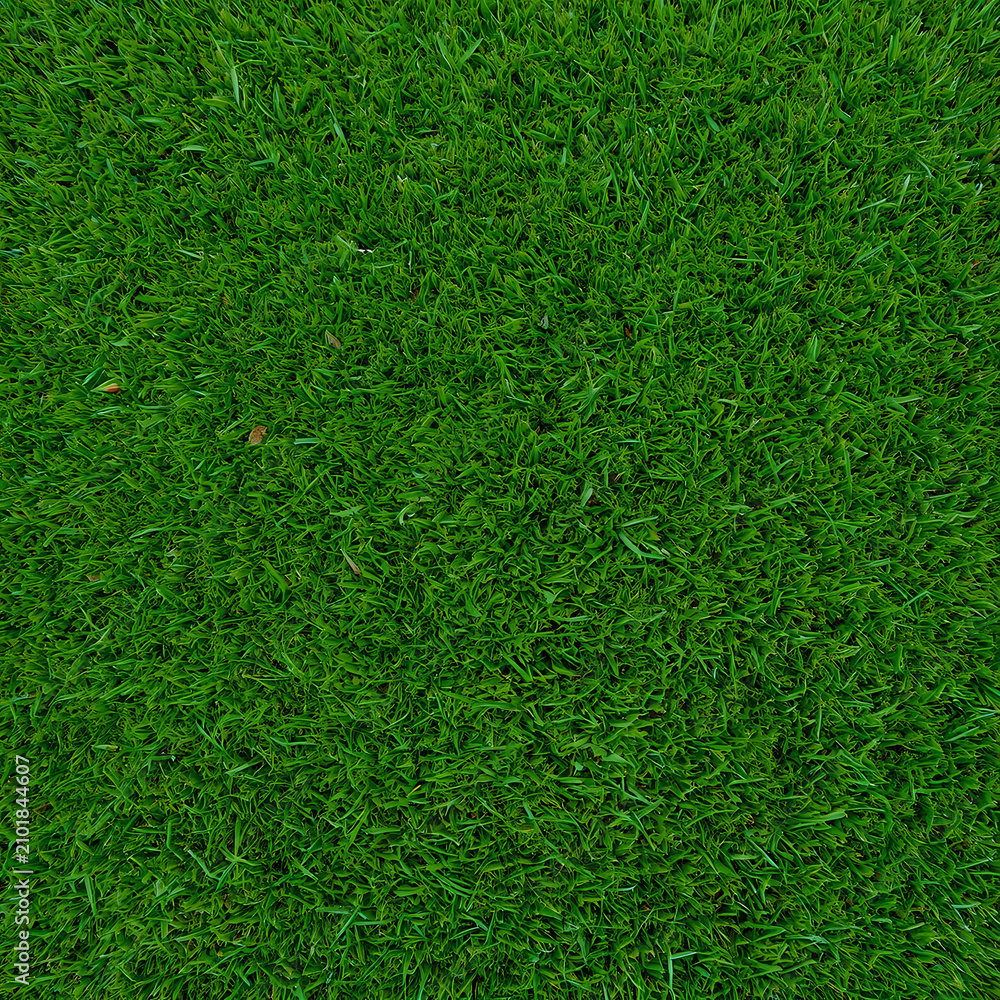 Obraz premium Green grass texture background. Natural lawn turf surface for landscaping design.