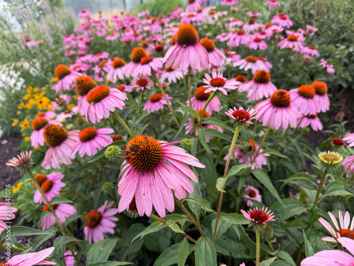 Blooming purple coneflowers in a lush garden bed with dreamy bokeh and soft summer haze