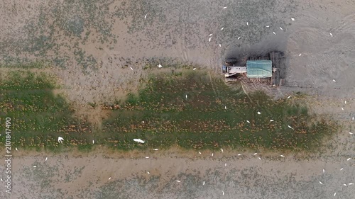 Aerial photo of a tractor floating on muddy water, surrounded by a flock of egret birds