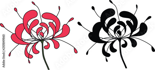 Foto Red and Black Spider Lily Flower Vector Illustration Set.