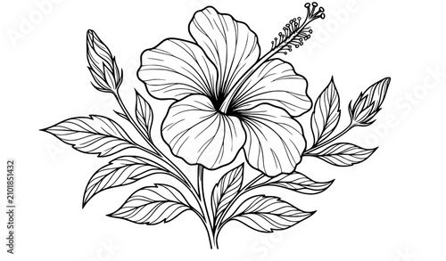 Elegant hand drawn hibiscus flower black line art tropical botanical vector illustration isolated on white background