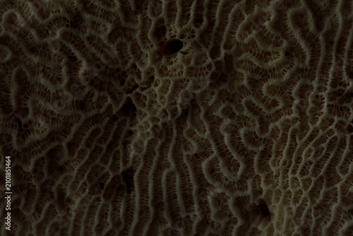 Detailed view of a natural ...