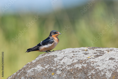 A barn swallow rests on a granite boulder.