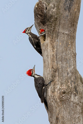 Mother, Father and Infact Pileated Woodpeckers at Nesting Hole