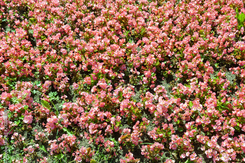 Abundant pink wax begonia flowers with green leaves on a park flower bed. Natural floral texture under bright sunlight.
