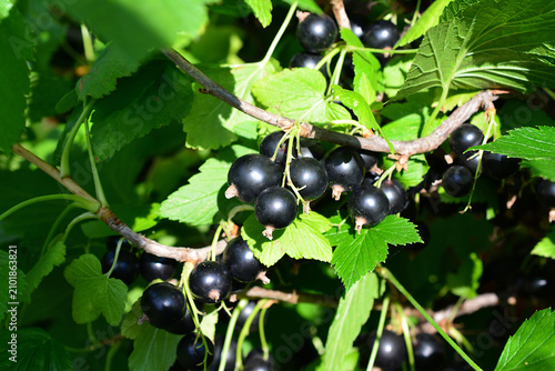Obraz na płótnie Blackcurrants Growing on Bush in Garden Ribes nigrum