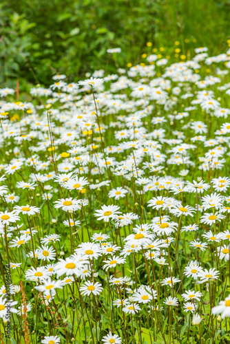 Blühende Margertien in einer Sommerwiese