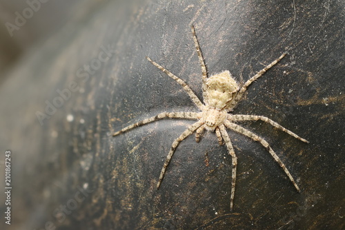 Lichen Running Spider (Philodromus margaritatus) crab spider