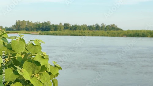 Green bush leaves against beautiful flowing river under blue sky. video