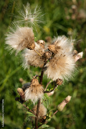 Konstfotografi Faded thistle with flying seeds