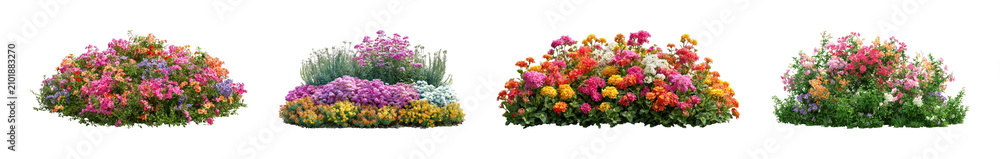 Obraz premium PNG Colorful blooming flower mounds isolated, transparent background