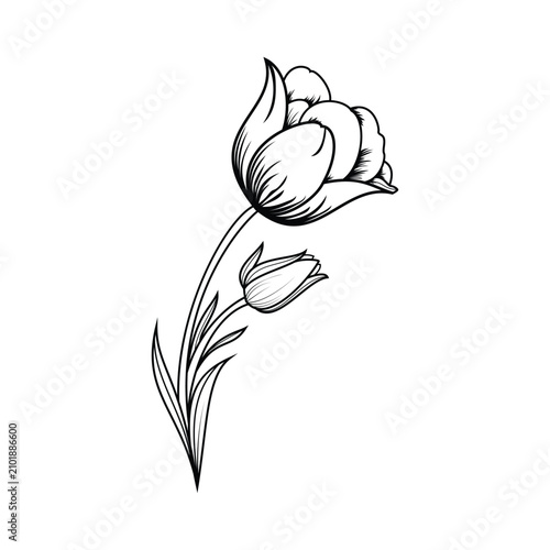 flower plant silhouette outline illustration coloring book page design,