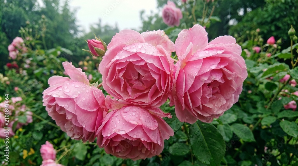 Fototapeta premium Elegant Pink Roses Oil Painting with Dew Drops on Soft Impressionist Floral Background