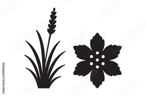 Lavender And Blossom Silhouette Against White Background