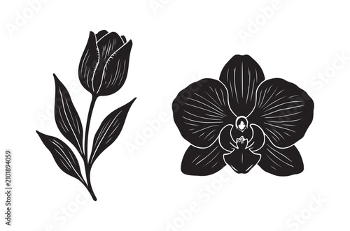 Tulip and orchid silhouettes on a white background