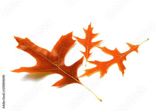 Three autumn leafs of oak