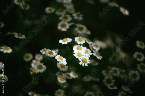 Beautiful white chamomile or daisy flowers blooming in the dark green grass, highlighted by a natural ray of sun.