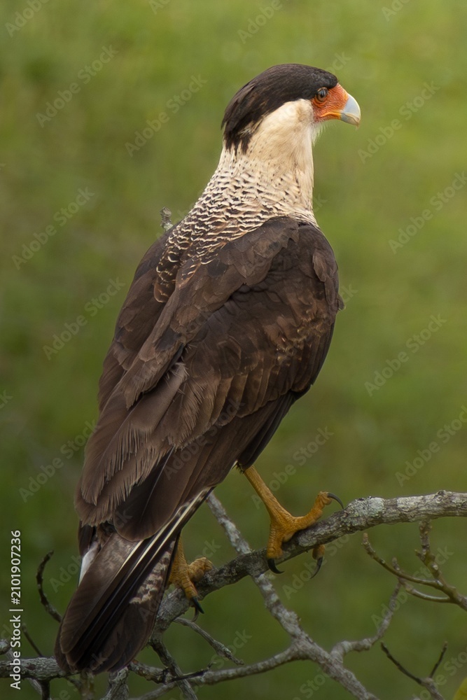 Obraz premium A portrait of a caracara in the nature
