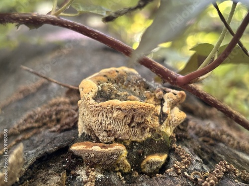 Принти на полотні Close-up of a wild bracket polypore fungus growing on decaying tree bark in a forest