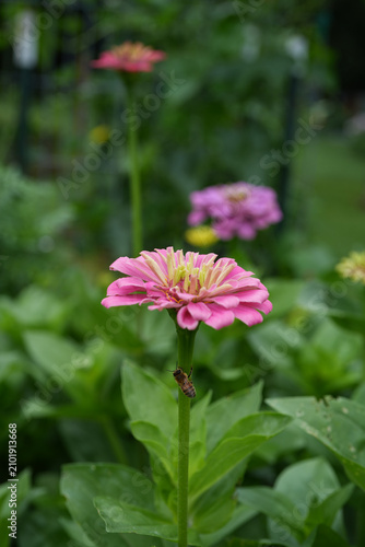 Принти на полотні Pink zinnia flower with a honeybee on its stem