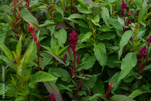 Flower garden bed full of celosia plants. Flowering celosia. 