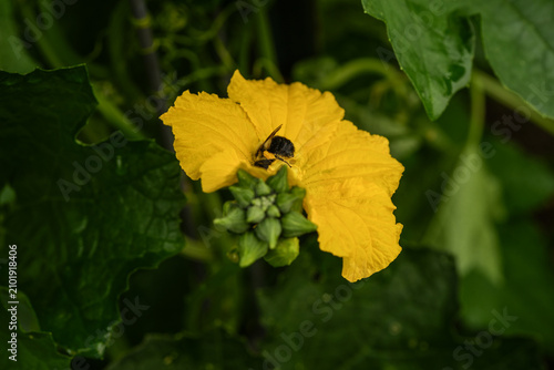 Bumblebee taking the pollen from a squash flower in an outdoor garden.
