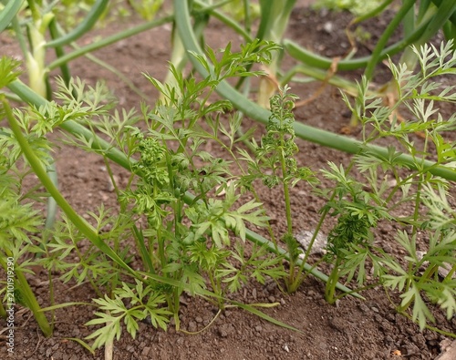 Canvastavla Close up of some deformed carrot leaves damaged by carrot psyllid (Trioza apicalis)