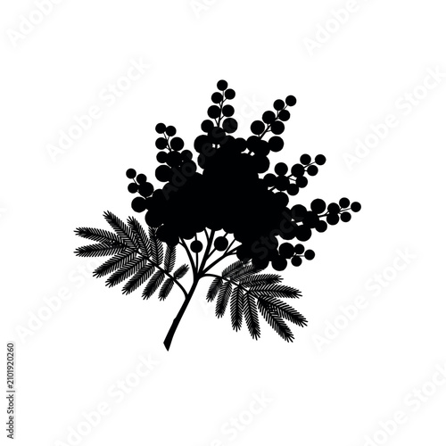 Bild auf Leinwand Black silhouette of a myrtle branch.